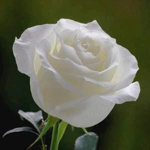 Meet your Posher, Anne